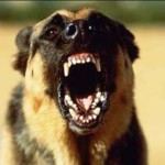 Как защититься от собак?